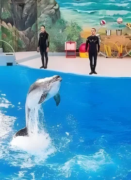 dolphinpark5